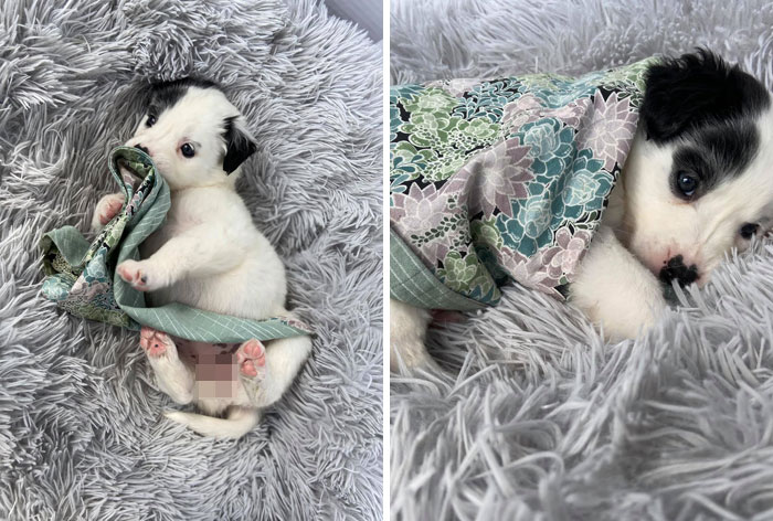 Dog-Pet-Model-Challenge-Facebook