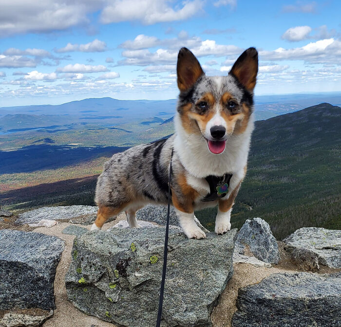 Dog-Pet-Model-Challenge-Facebook