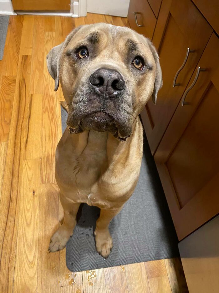 Dog-Pet-Model-Challenge-Facebook