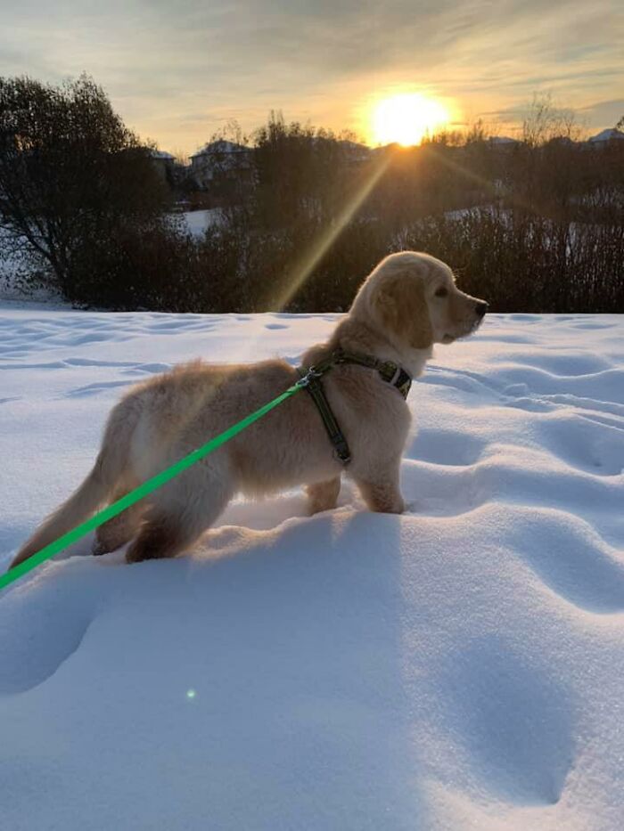 Dog-Pet-Model-Challenge-Facebook