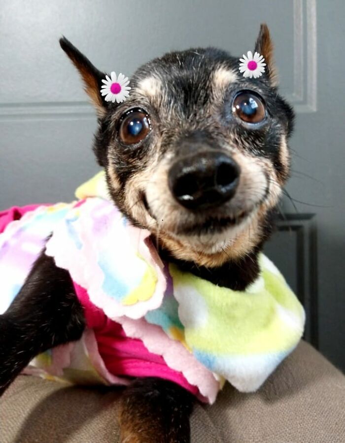 Dog-Pet-Model-Challenge-Facebook