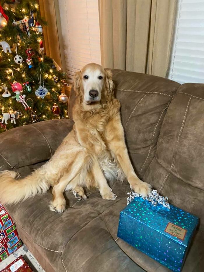 Dog-Pet-Model-Challenge-Facebook