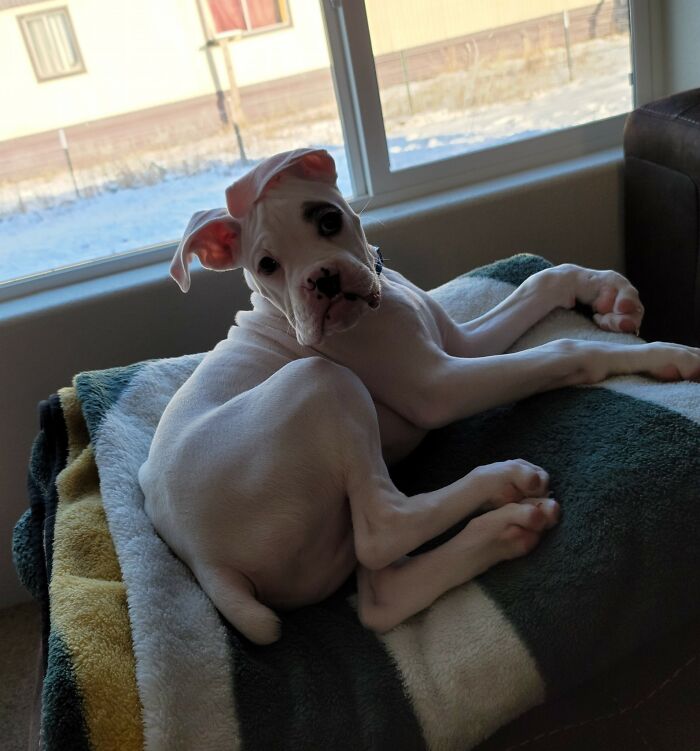 Dog-Pet-Model-Challenge-Facebook