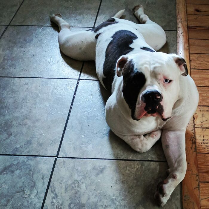 Dog-Pet-Model-Challenge-Facebook