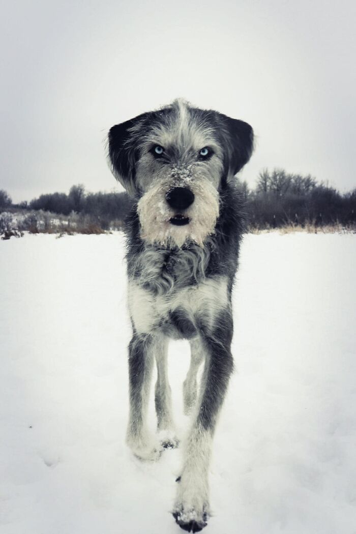 Dog-Pet-Model-Challenge-Facebook