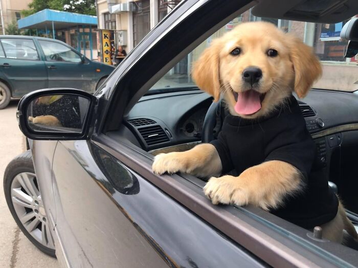 Dog-Pet-Model-Challenge-Facebook