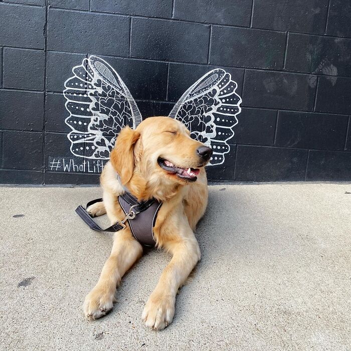 Dog-Pet-Model-Challenge-Facebook