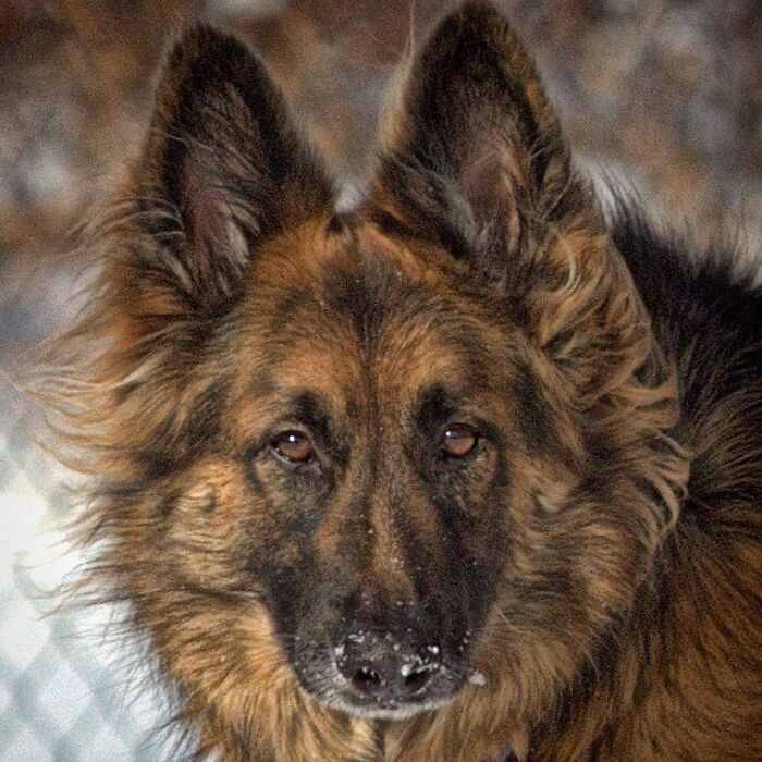 Dog-Pet-Model-Challenge-Facebook