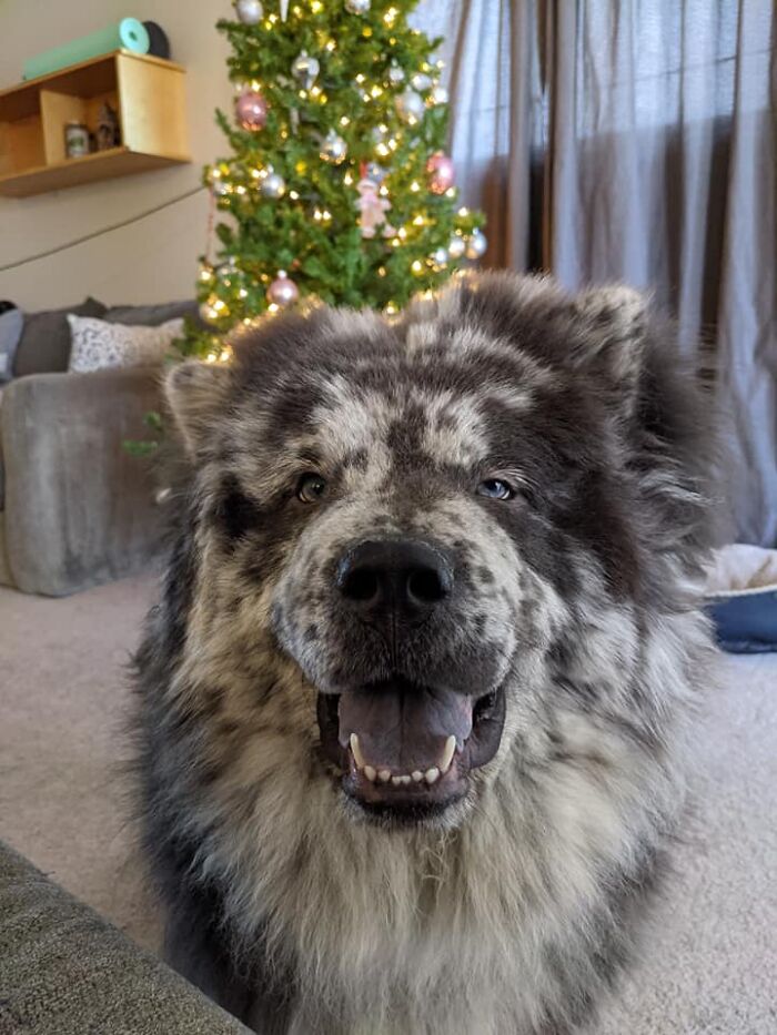 Dog-Pet-Model-Challenge-Facebook