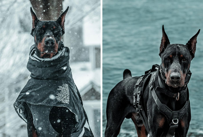 Dog-Pet-Model-Challenge-Facebook