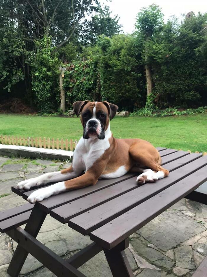 Dog-Pet-Model-Challenge-Facebook