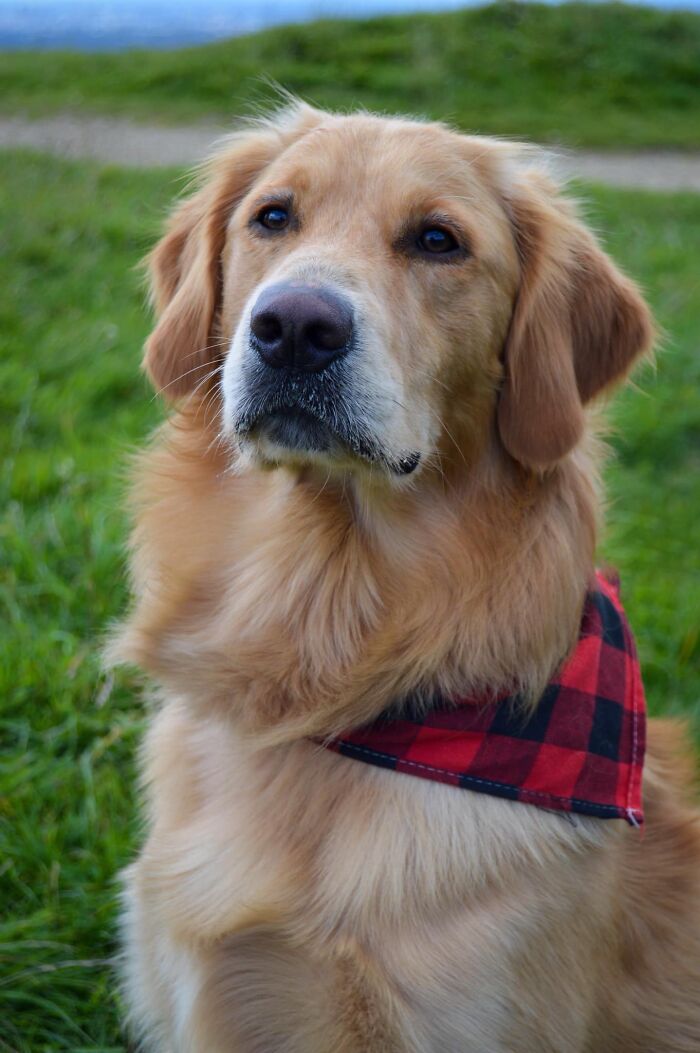 Dog-Pet-Model-Challenge-Facebook