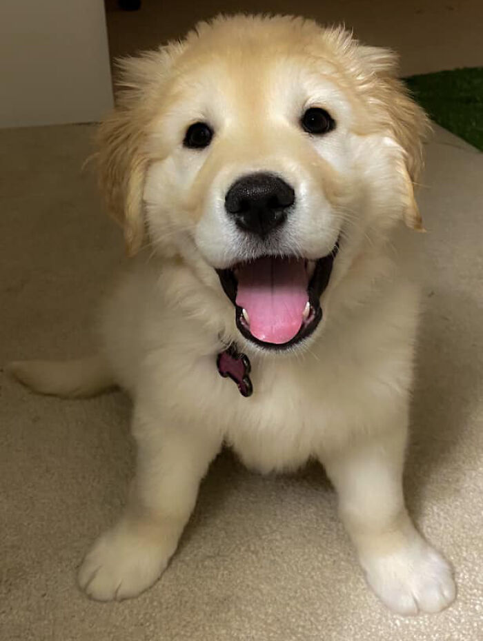 Dog-Pet-Model-Challenge-Facebook