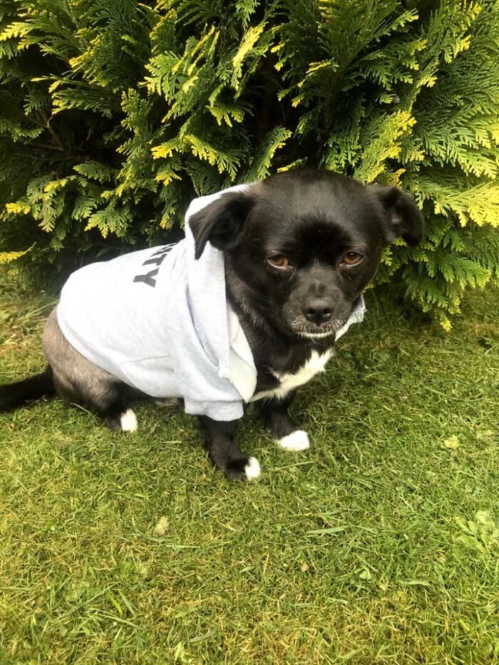 Dog-Pet-Model-Challenge-Facebook