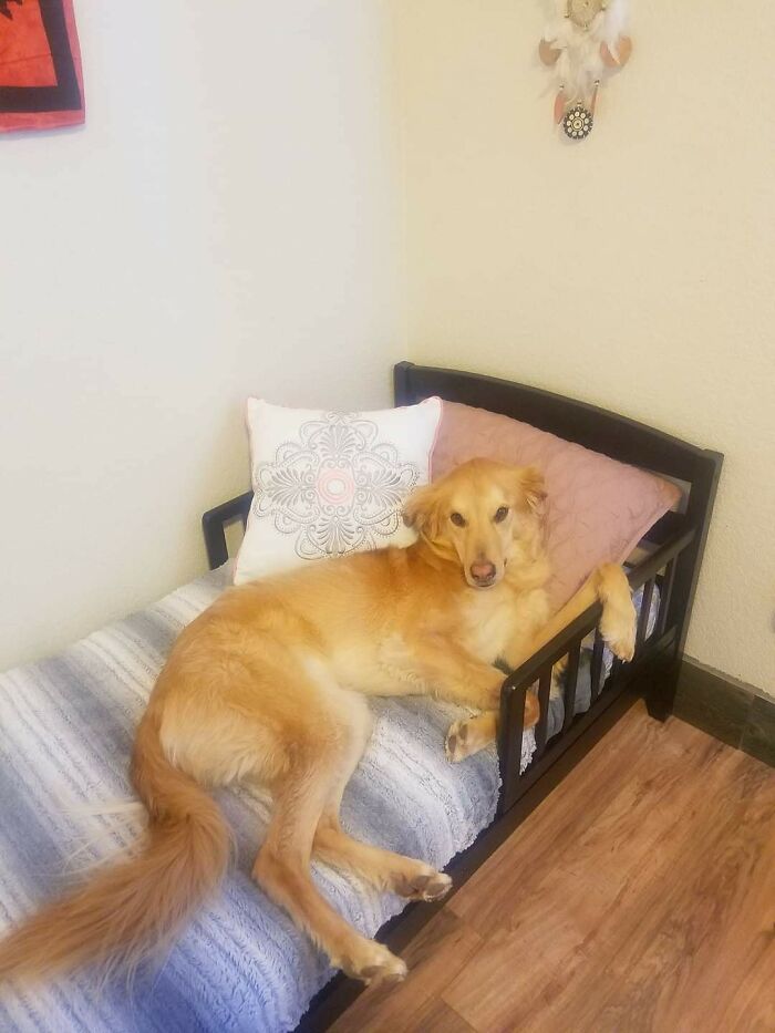 Dog-Pet-Model-Challenge-Facebook