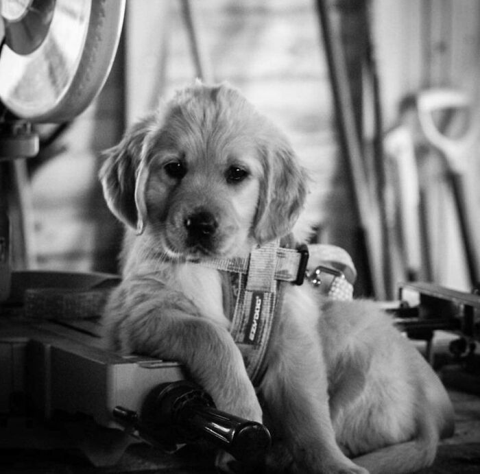 Dog-Pet-Model-Challenge-Facebook