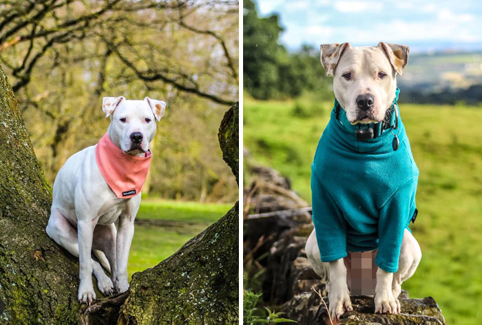 Dog-Pet-Model-Challenge-Facebook