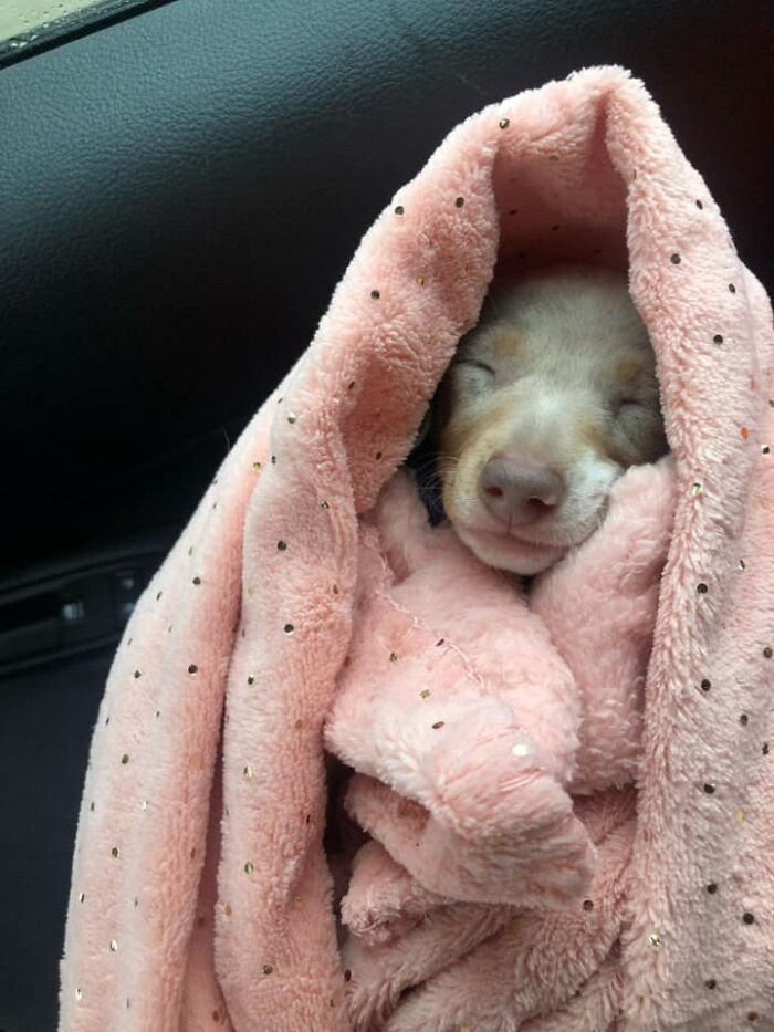 Dog-Pet-Model-Challenge-Facebook