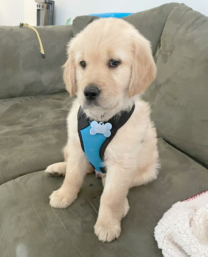 Dog-Pet-Model-Challenge-Facebook