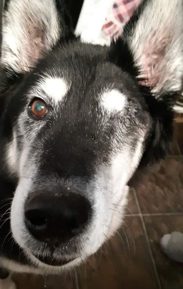 Dog-Pet-Model-Challenge-Facebook