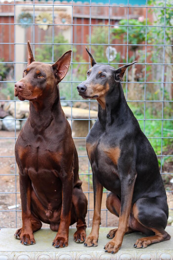 Dog-Pet-Model-Challenge-Facebook