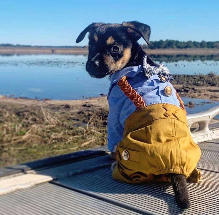 Dog-Pet-Model-Challenge-Facebook