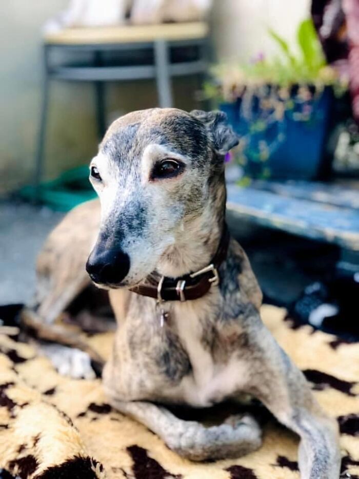 Dog-Pet-Model-Challenge-Facebook