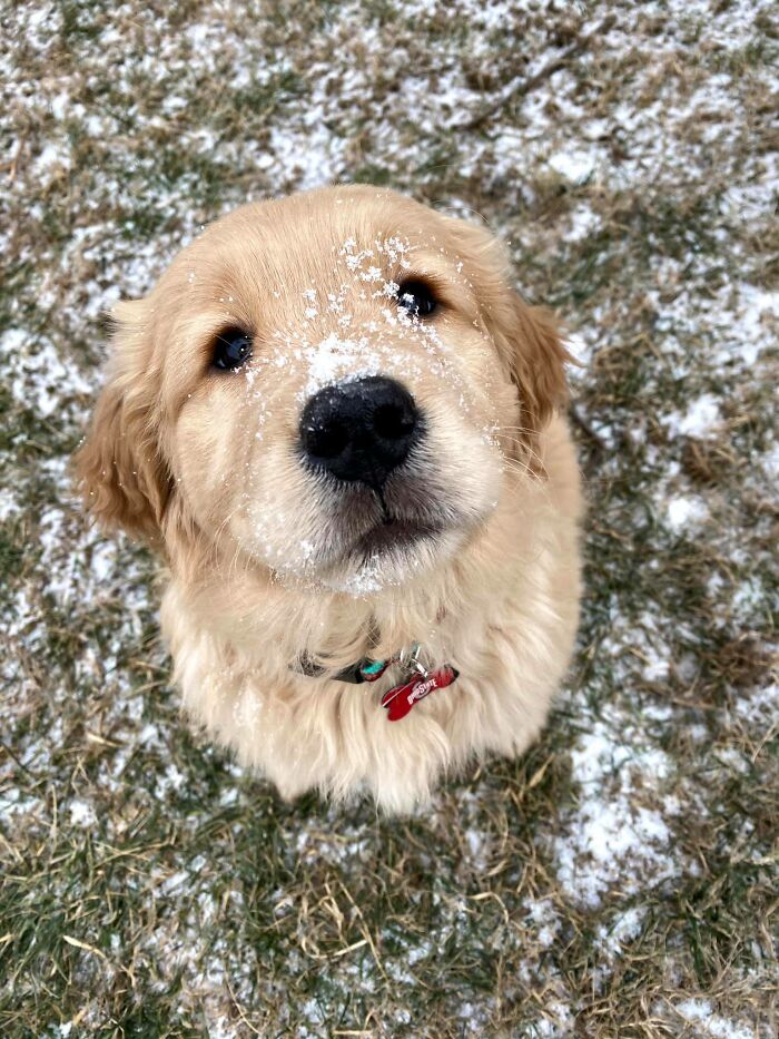 Dog-Pet-Model-Challenge-Facebook