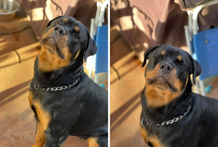 Dog-Pet-Model-Challenge-Facebook