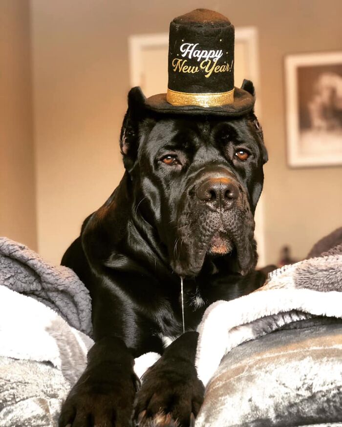 Dog-Pet-Model-Challenge-Facebook