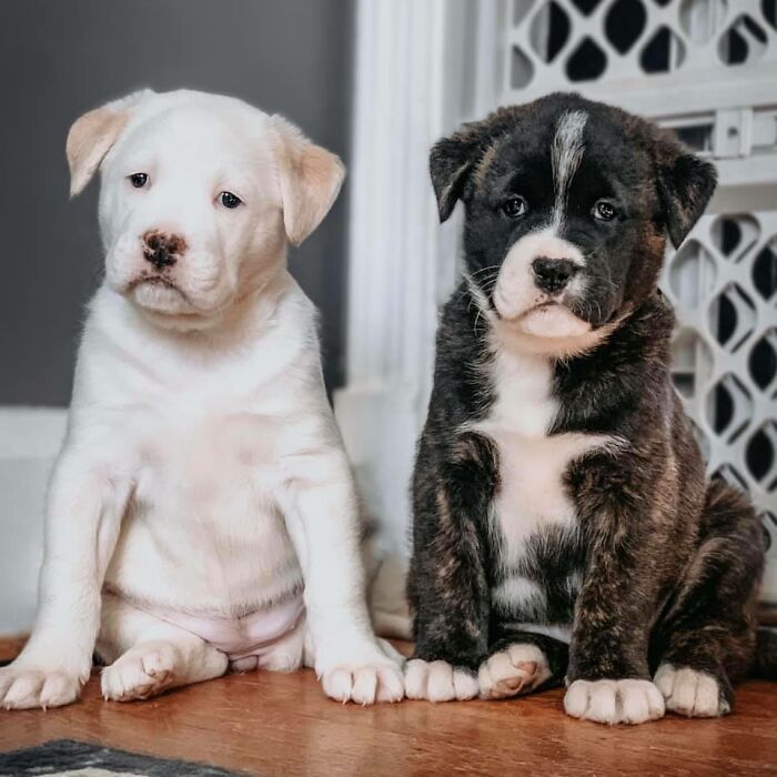 Dog-Pet-Model-Challenge-Facebook