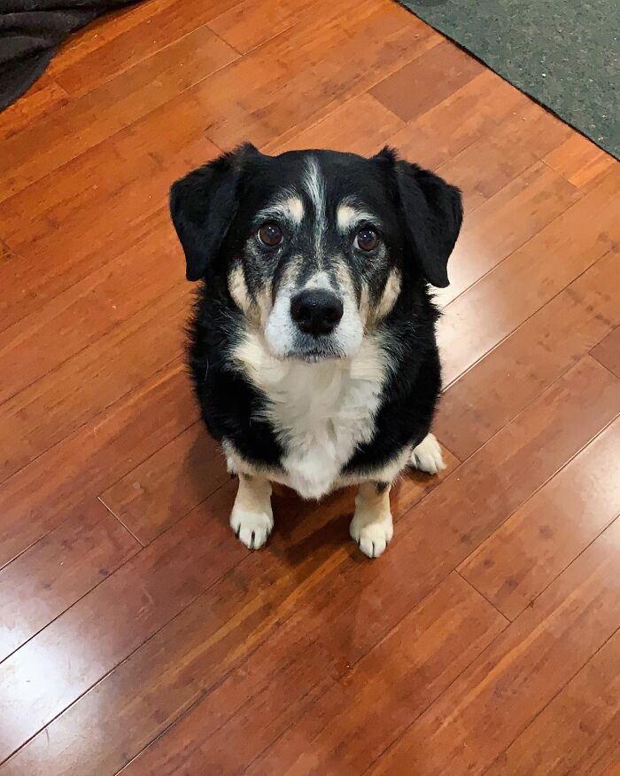 Dog-Pet-Model-Challenge-Facebook