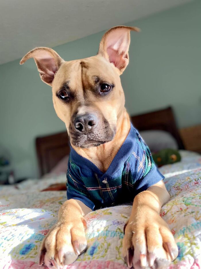 Dog-Pet-Model-Challenge-Facebook