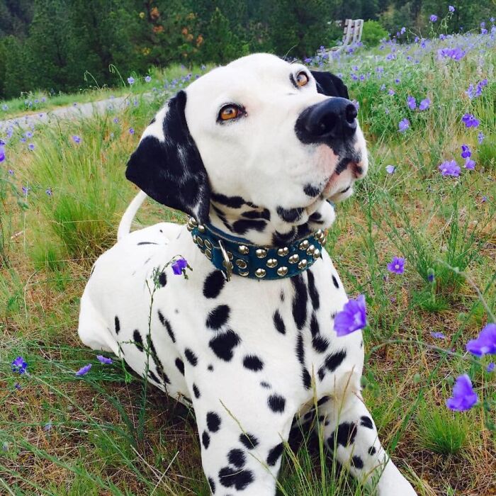 Dog-Pet-Model-Challenge-Facebook