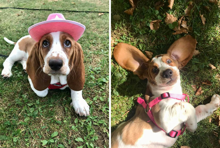 Dog-Pet-Model-Challenge-Facebook