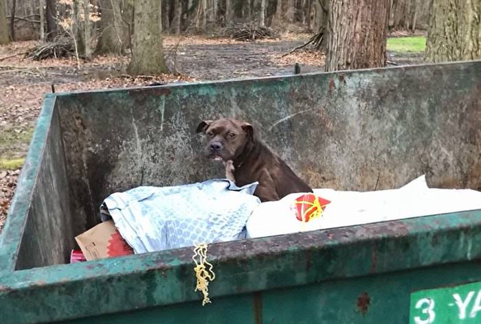 An Injured Pit Bull Was Rescued From The Dumpster After It Was Thrown Out Like Trash