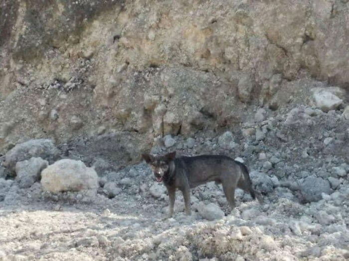 Dog Won't Stop Barking At This Stranger Who Stopped To Pet Him, Leads Him Into The Mountains To This Abandoned Baby Dog Won't Stop Barking At This Stranger Who Stopped To Pet Him, Leads Him Into The Mountains To This Abandoned Baby