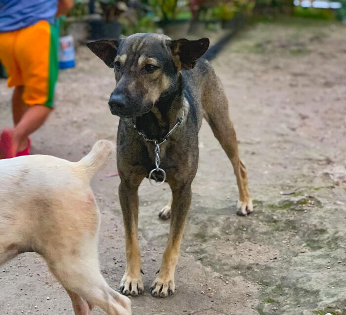 Dog Won't Stop Barking At This Stranger Who Stopped To Pet Him, Leads Him Into The Mountains To This Abandoned Baby Dog Won't Stop Barking At This Stranger Who Stopped To Pet Him, Leads Him Into The Mountains To This Abandoned Baby
