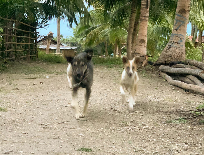 Dog Won't Stop Barking At This Stranger Who Stopped To Pet Him, Leads Him Into The Mountains To This Abandoned Baby Dog Won't Stop Barking At This Stranger Who Stopped To Pet Him, Leads Him Into The Mountains To This Abandoned Baby