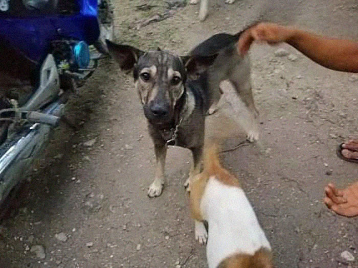 Dog Won't Stop Barking At This Stranger Who Stopped To Pet Him, Leads Him Into The Mountains To This Abandoned Baby Dog Won't Stop Barking At This Stranger Who Stopped To Pet Him, Leads Him Into The Mountains To This Abandoned Baby