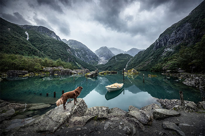 I Want To Show That Adopted Dogs Are Beautiful So I Captured These 30 Photos