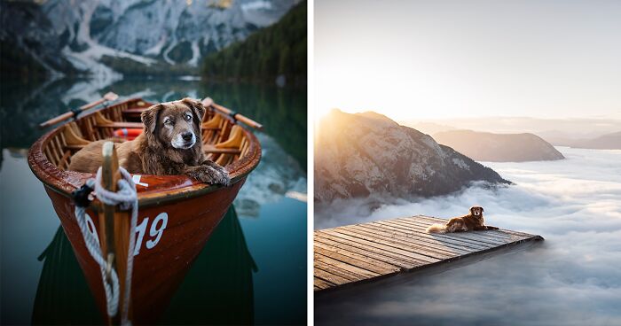 I Want To Show That Adopted Dogs Are Beautiful So I Captured These 30 Photos