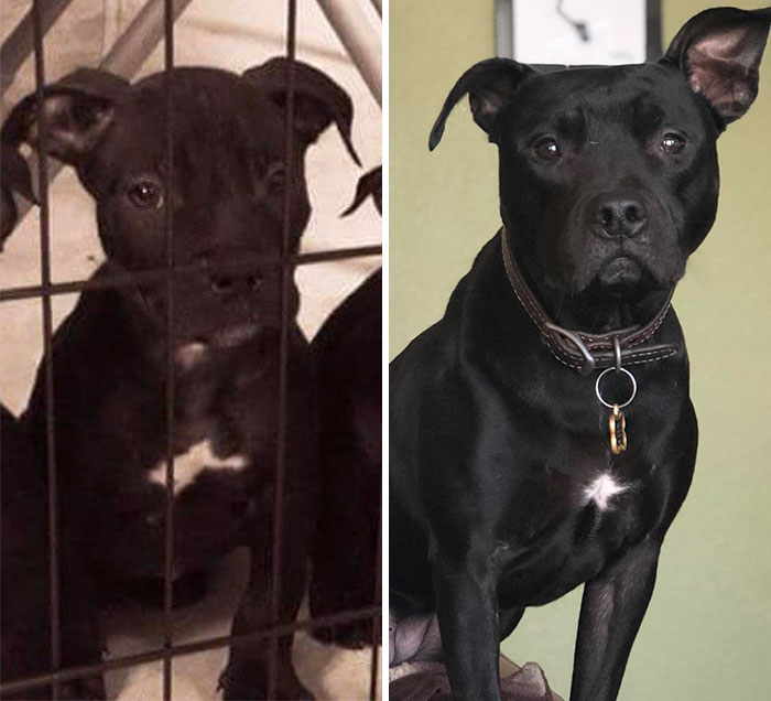 From Pound Pup To Queen Of The Couch