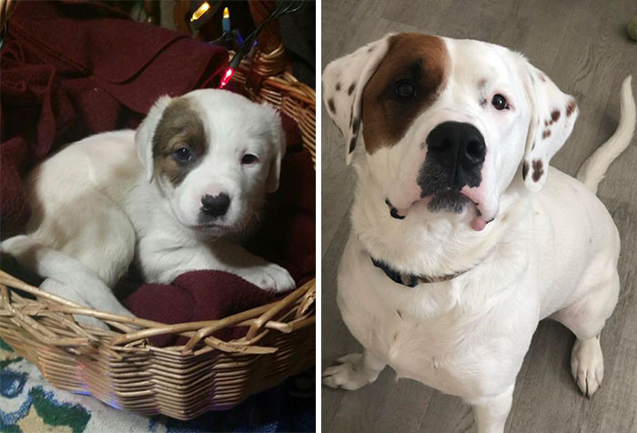 Pria, From A 1 Month Old Peanut To A 2 Year Old Beast