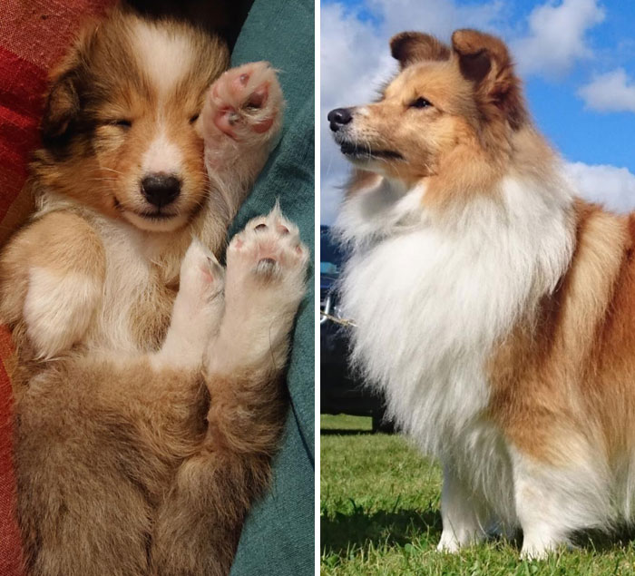 Sansa The Shetland Sheepdog At 4 Weeks And 4 Years Old