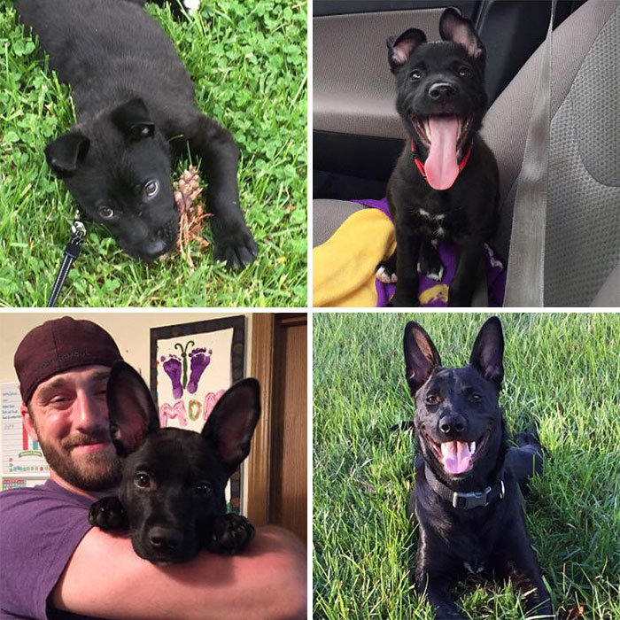 Captain Jack 6 Weeks To 8 Months