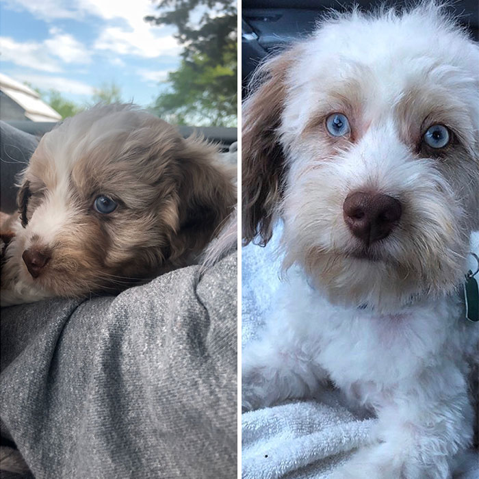 From Pupper To Fluffer