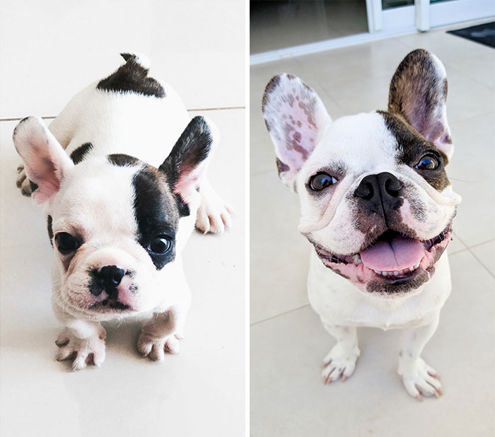 My Pretty Boy Elvis, At 1month Old - 11 Months Old. Love Him So Much