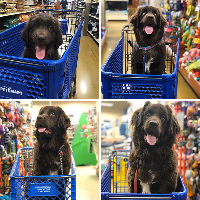 Here Is My Girl Daisy At 3 Months, 6 Months, 9 Months, And 1 Year On Her Birthday In February