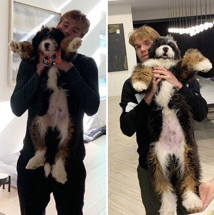 Connor Mcdavid's Bernadoodle. Not Sure Of Timeline But Worth A Post